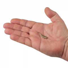 Gulp!® Minnow