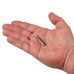 PowerBait® Ripple Shad