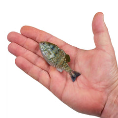 PowerBait® Saltwater Gilly