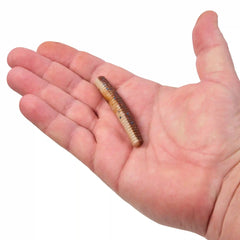 PowerBait® MaxScent Lil' General